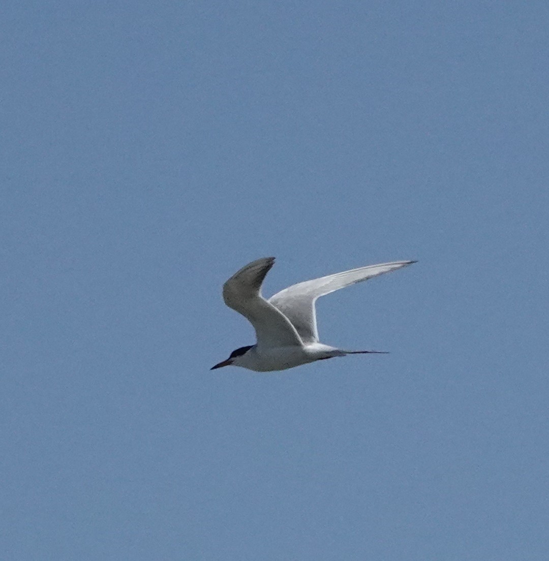 Forster's Tern - ML639831835