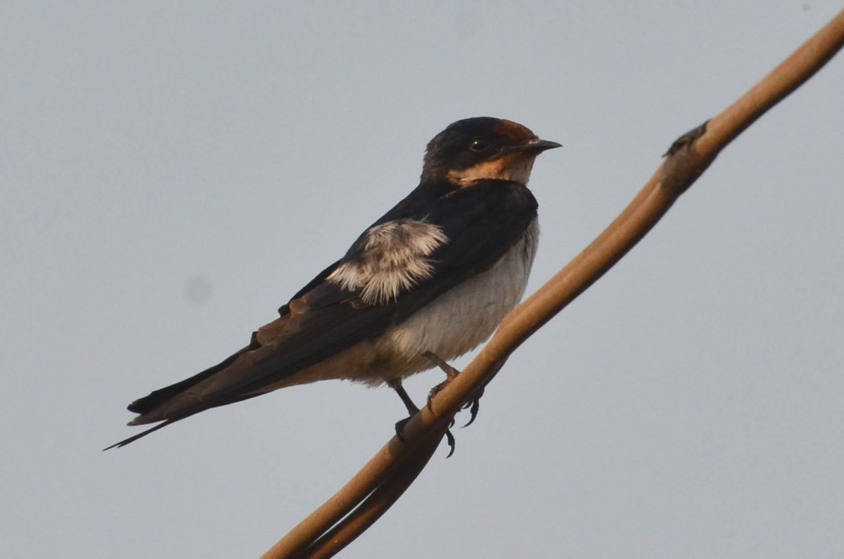Ethiopian Swallow - ML639831924