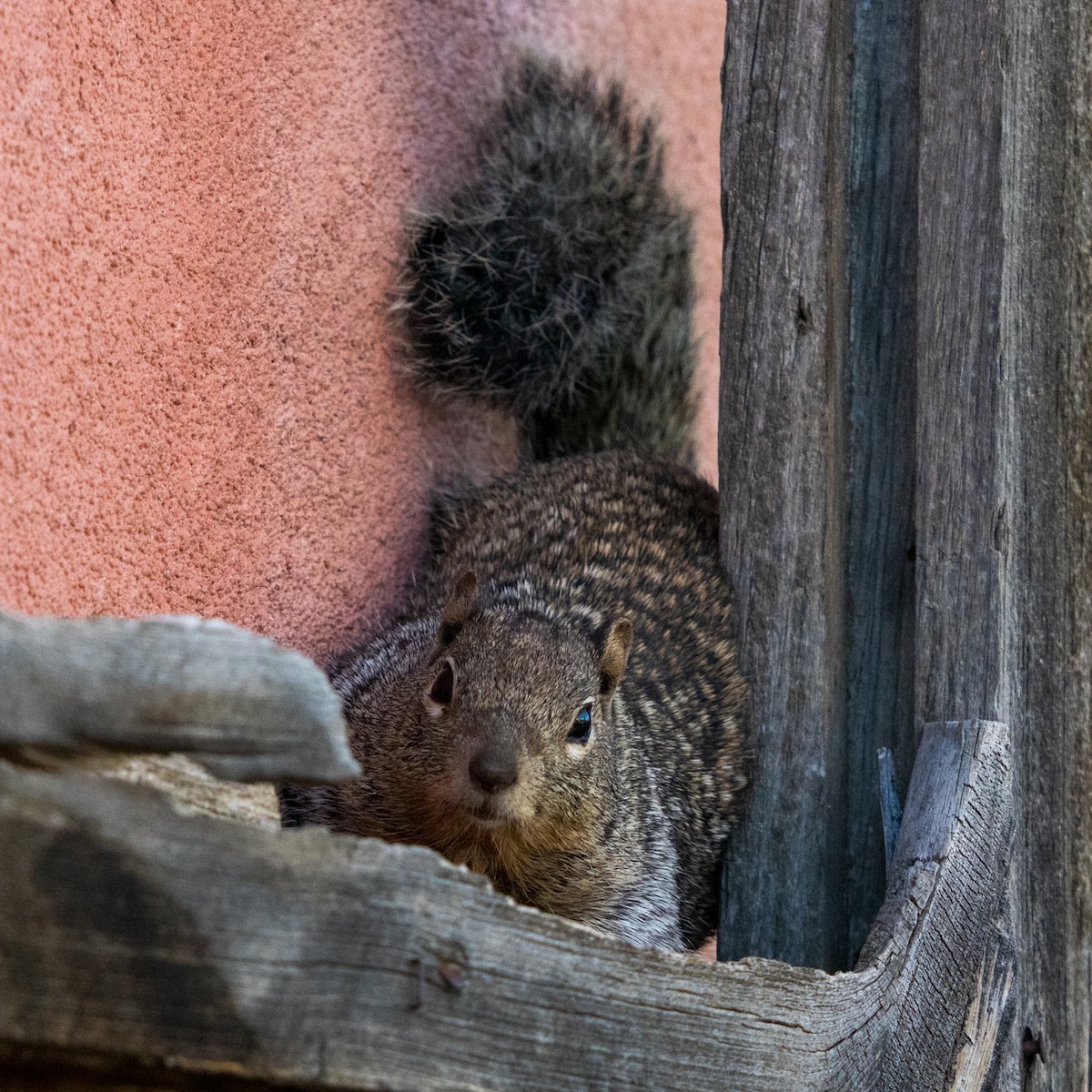Rock Squirrel - ML639831977
