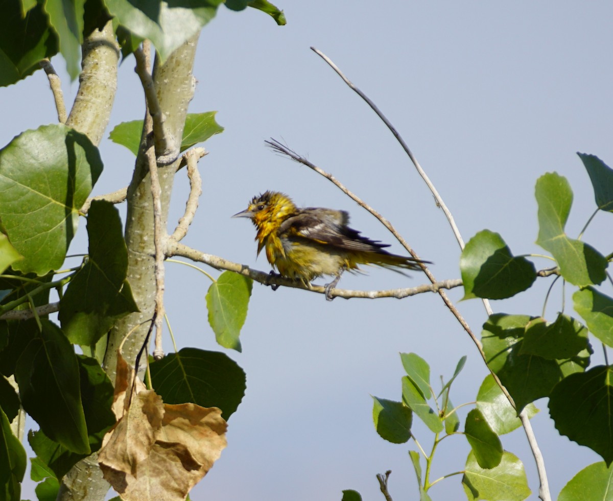 Bullock's Oriole - ML639831979