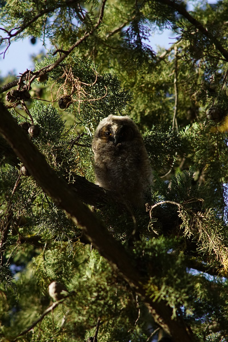 Long-eared Owl - ML639831983
