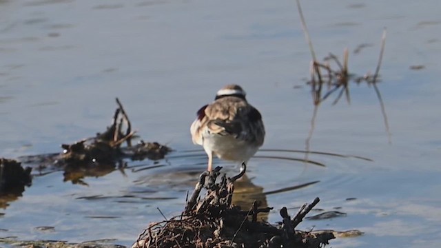 Black-fronted Dotterel - ML639832018
