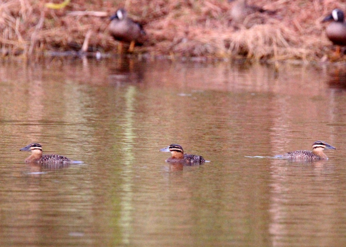 Masked Duck - ML639832071