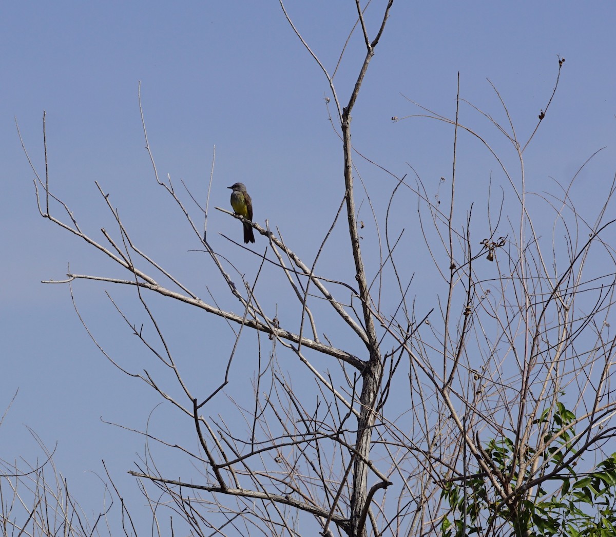 Western Kingbird - ML639832073