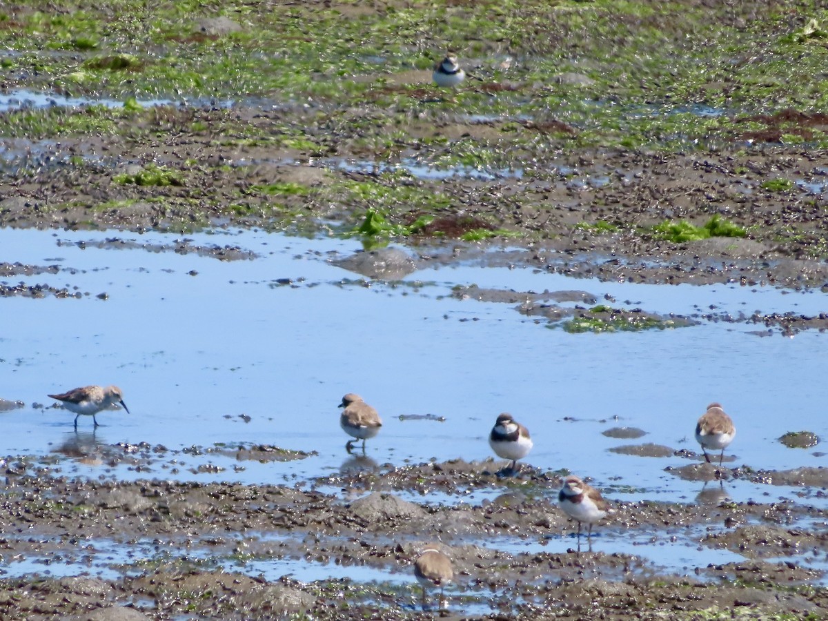 Semipalmated Plover - ML639832138