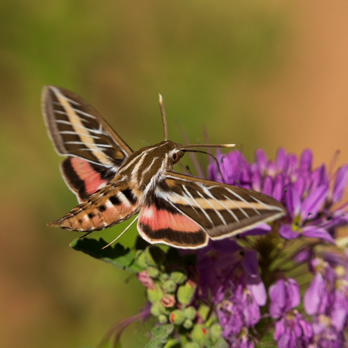 White-lined Sphinx - ML639832168