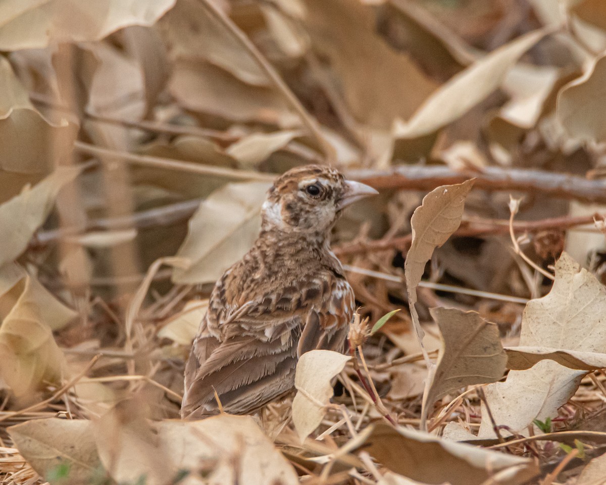 Chestnut-backed Sparrow-Lark - ML639832239