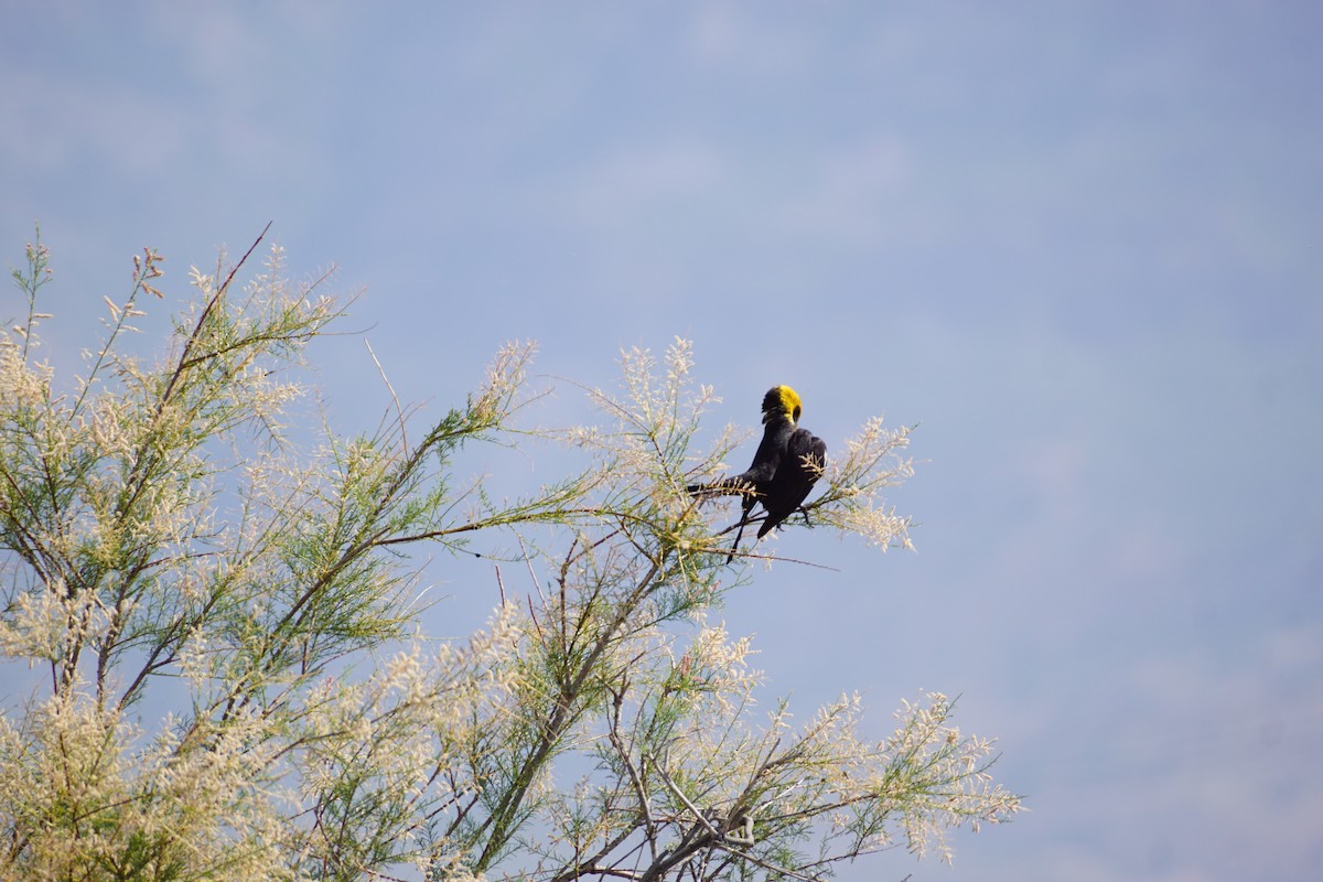Yellow-headed Blackbird - ML639832331