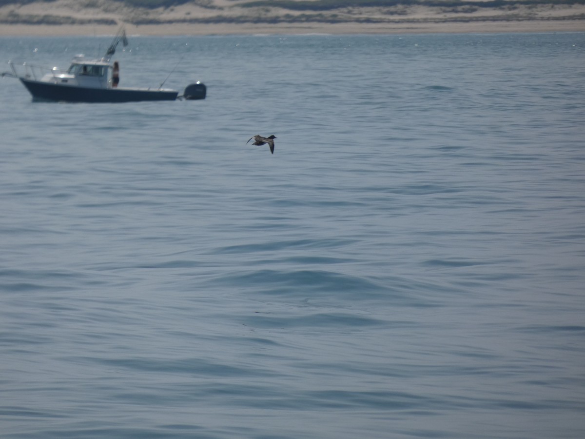 Anatidae sp. - ML639832355