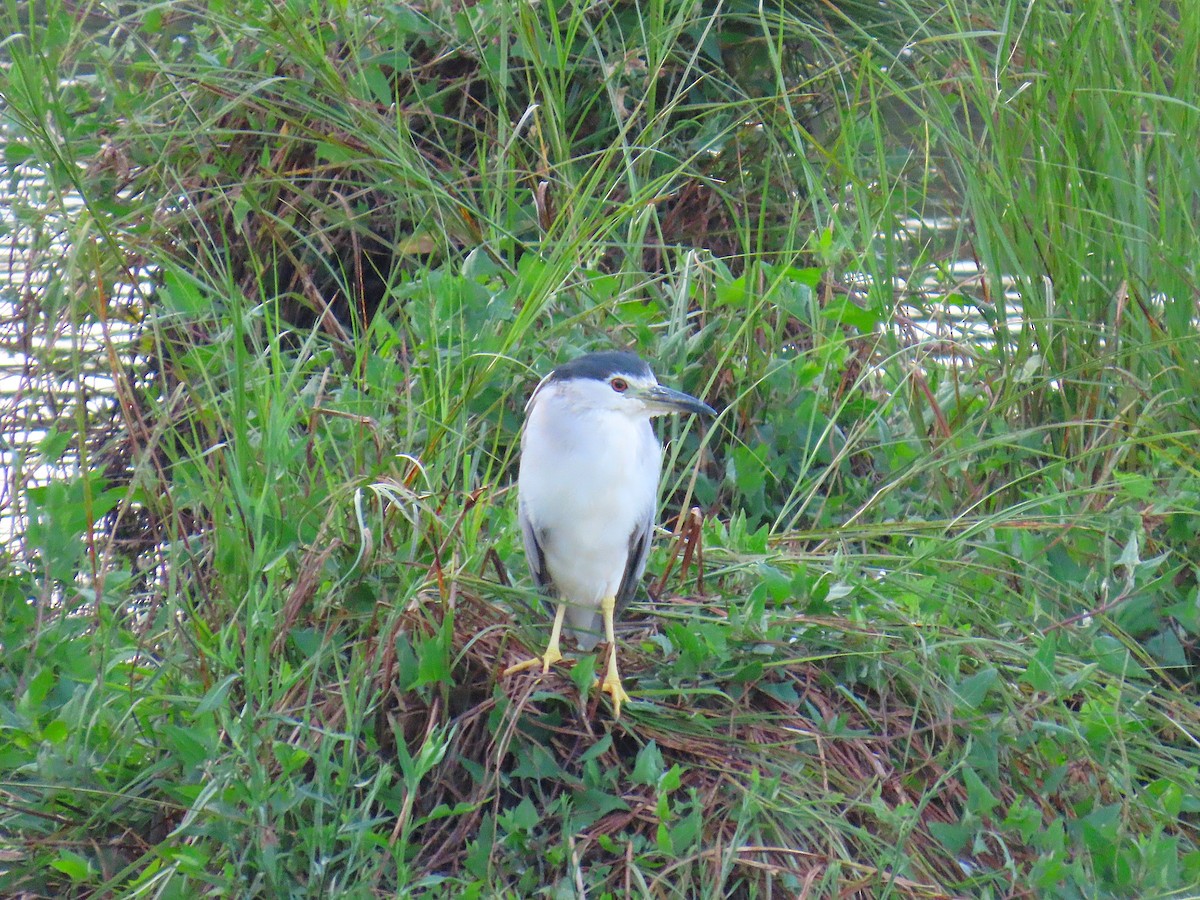 Black-crowned Night Heron - ML639832357