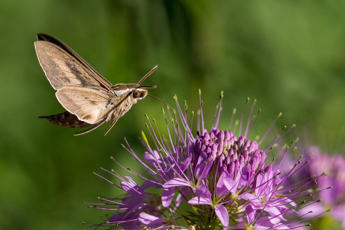White-lined Sphinx - ML639832435