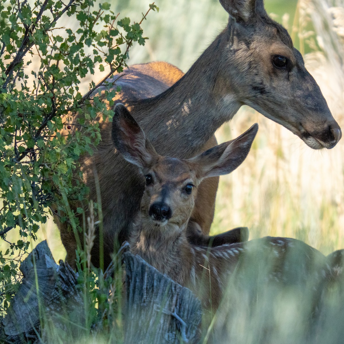 Mule Deer - ML639832452
