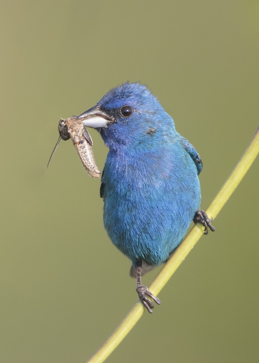 Indigo Bunting - ML639832454