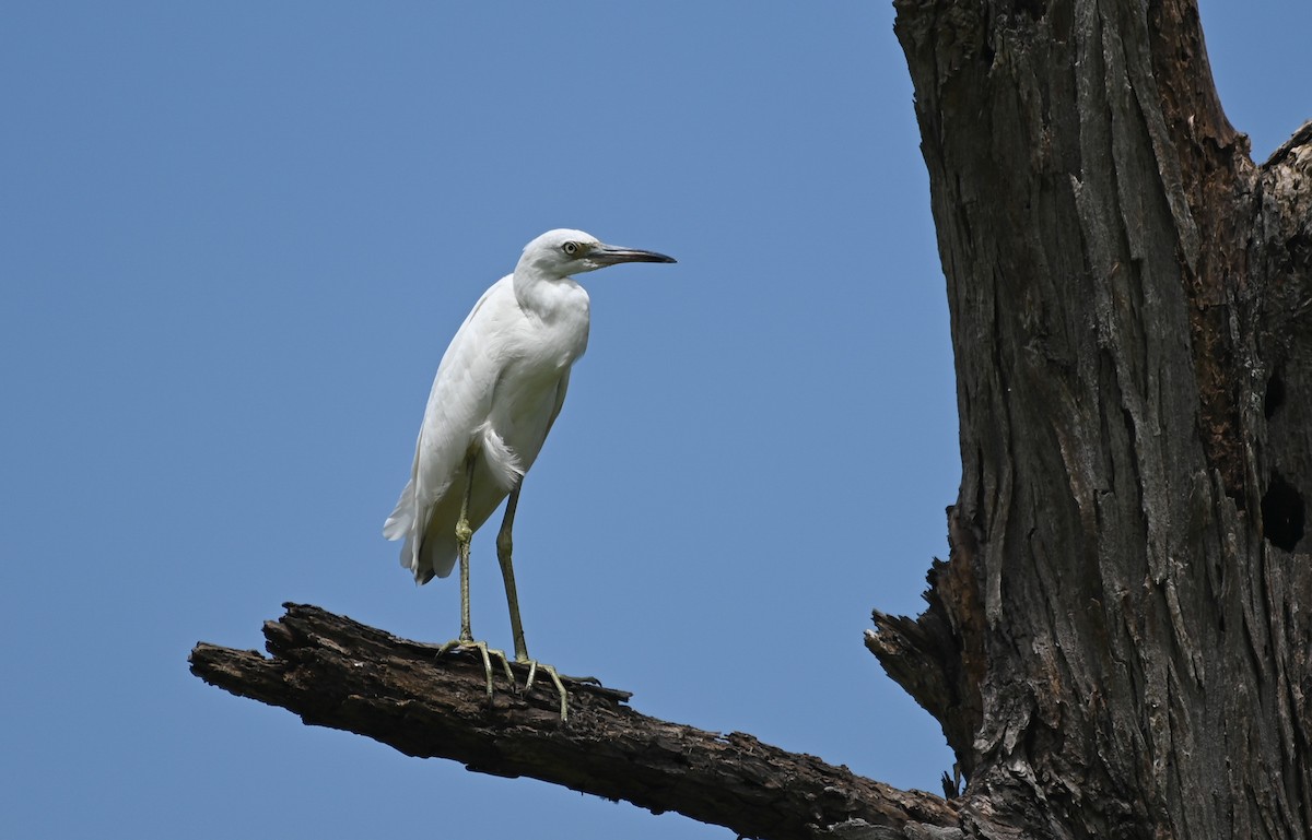 Little Blue Heron - ML639832455
