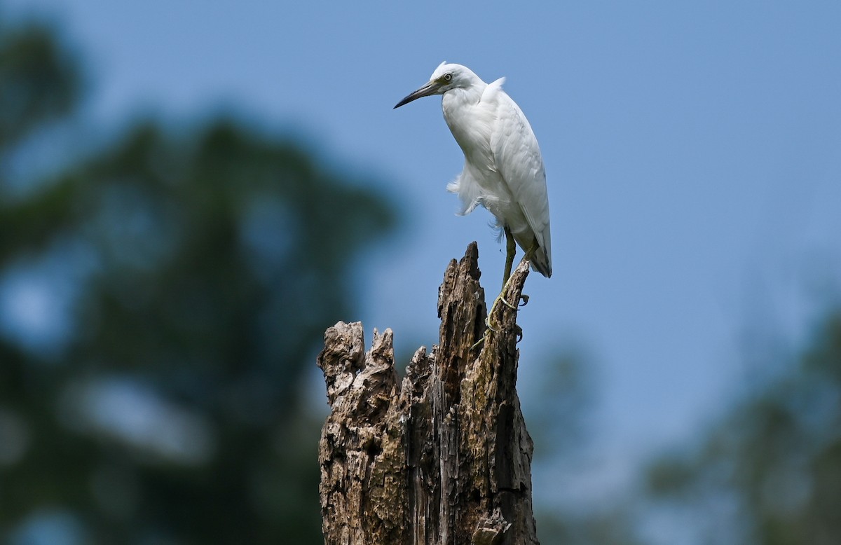 Little Blue Heron - ML639832456