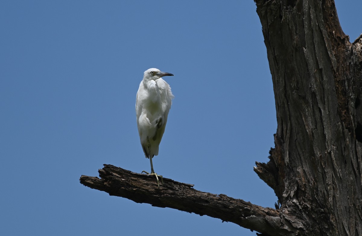 Little Blue Heron - ML639832457