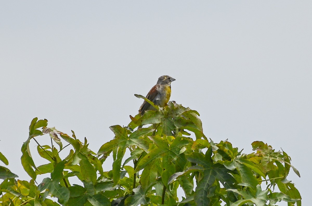 Dickcissel - ML639832474