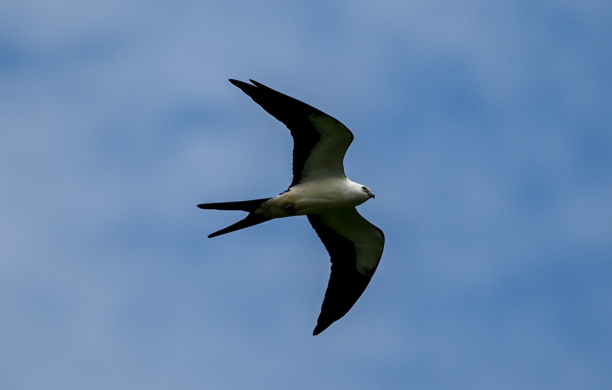 Swallow-tailed Kite - ML639832498