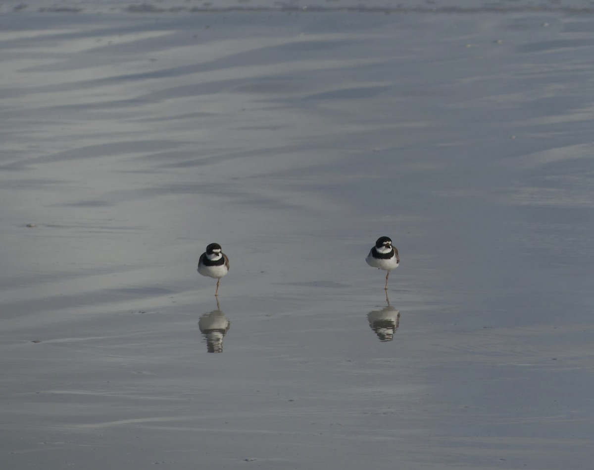 Semipalmated Plover - ML639832511