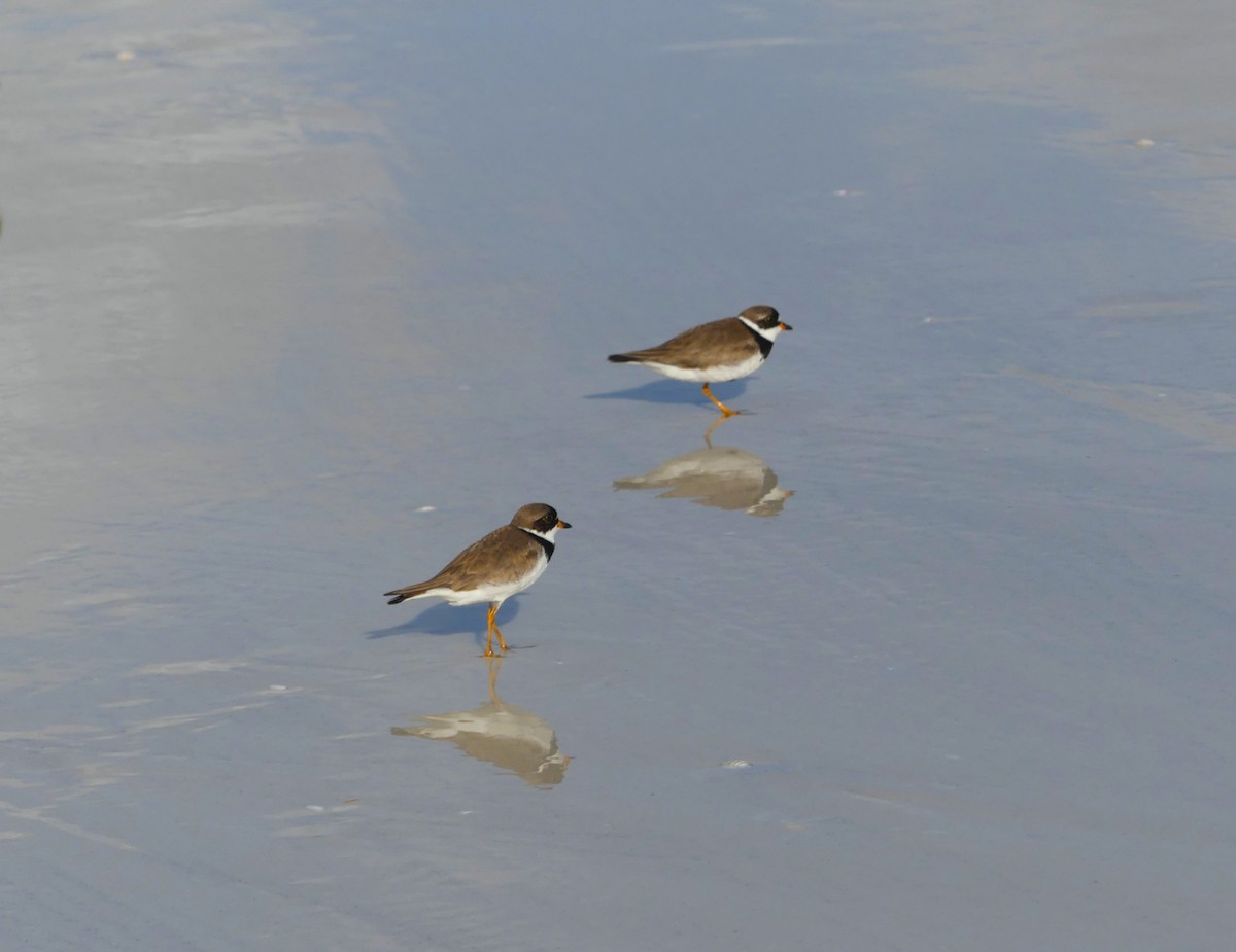 Semipalmated Plover - ML639832535