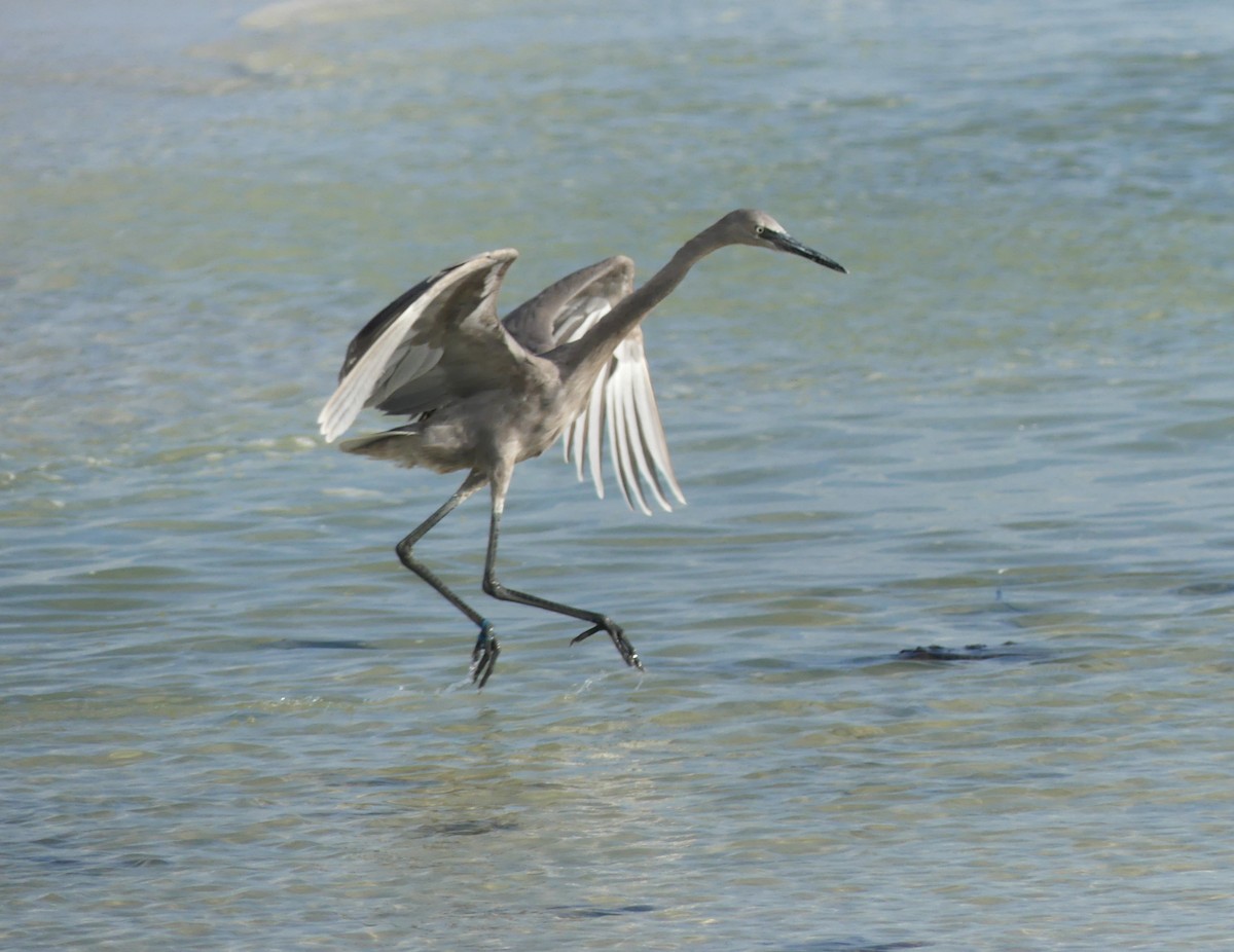 Reddish Egret - ML639832559