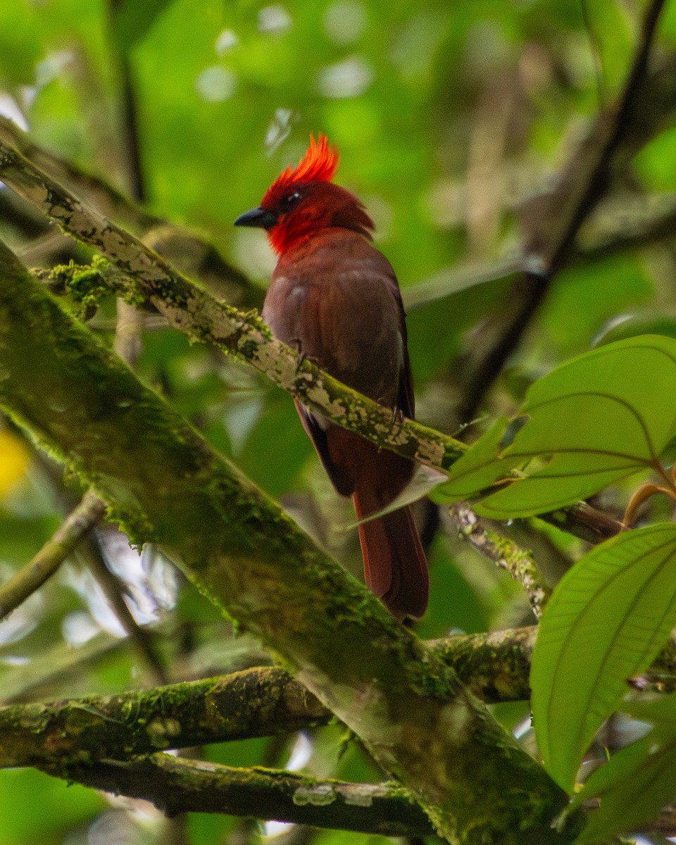 Crested Ant-Tanager - ML639832583