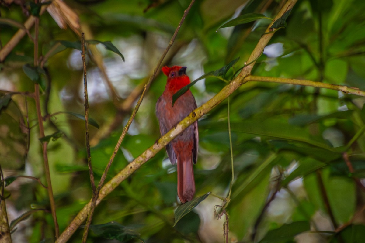 Crested Ant-Tanager - ML639832587