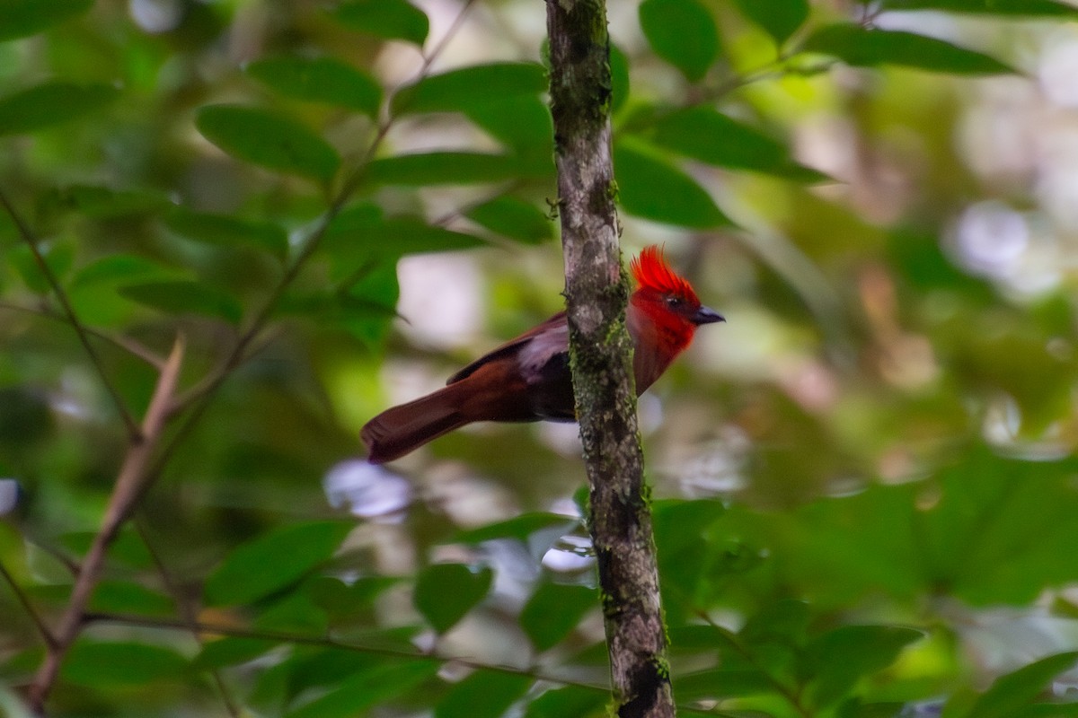 Crested Ant-Tanager - ML639832588