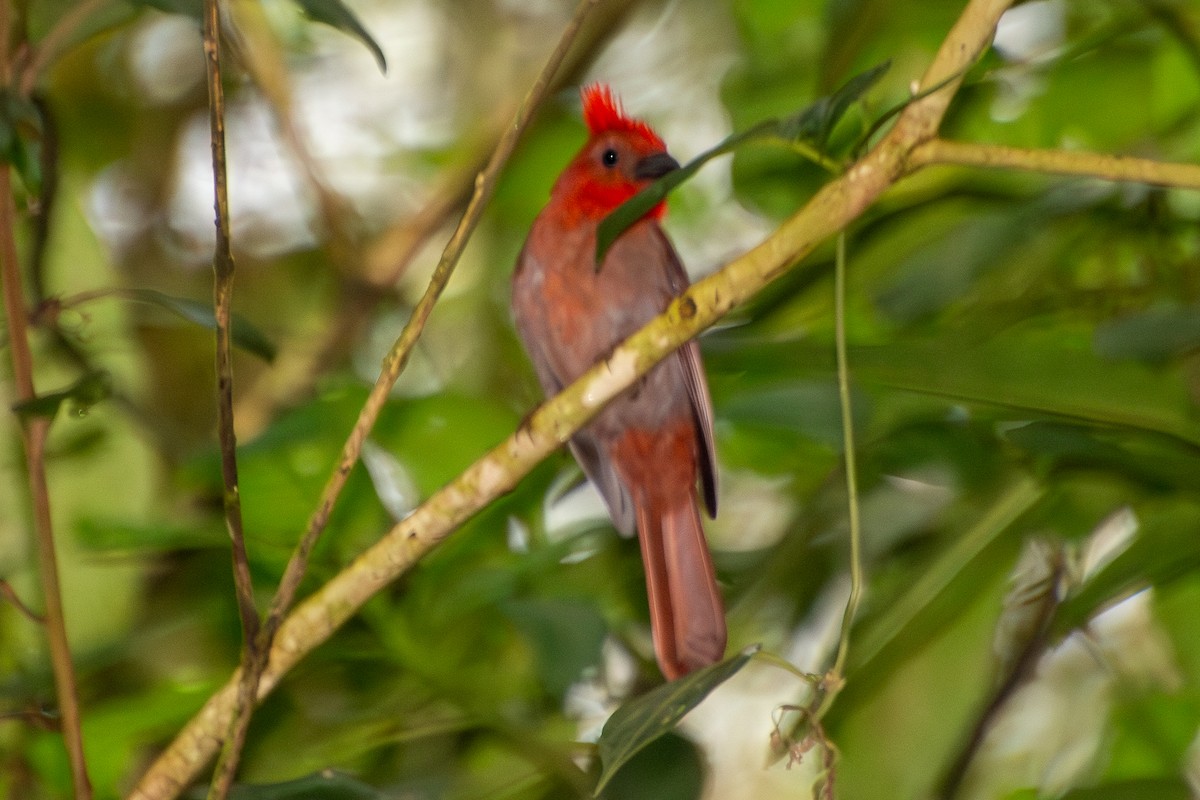 Crested Ant-Tanager - ML639832589