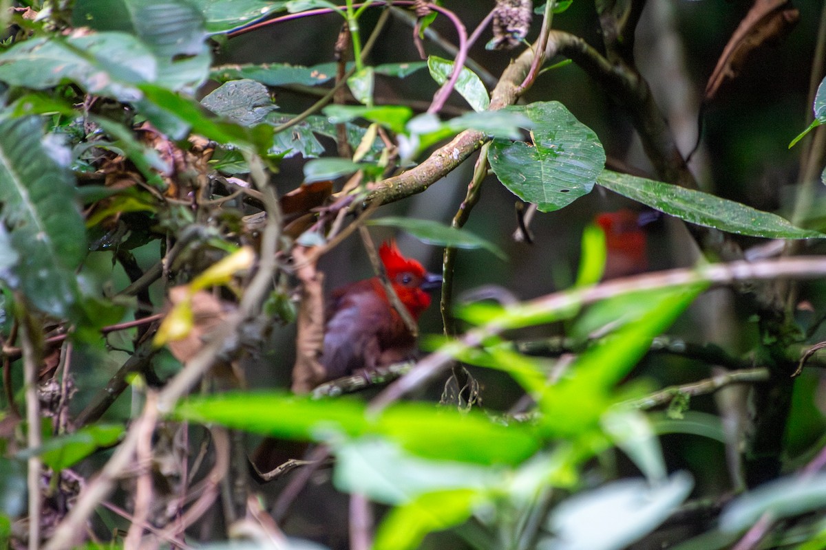 Crested Ant-Tanager - ML639832590