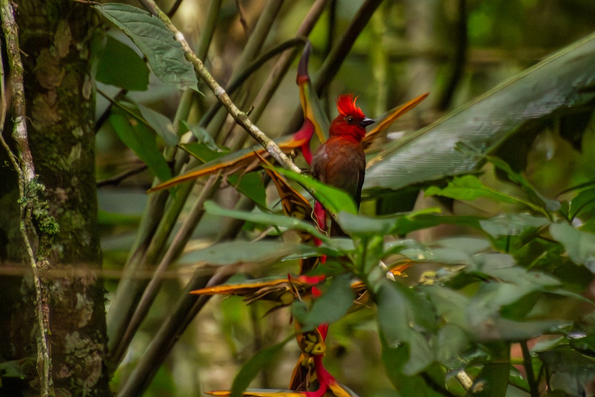 Crested Ant-Tanager - ML639832592