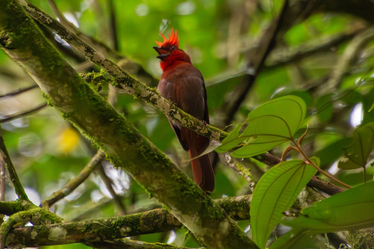 Crested Ant-Tanager - ML639832593