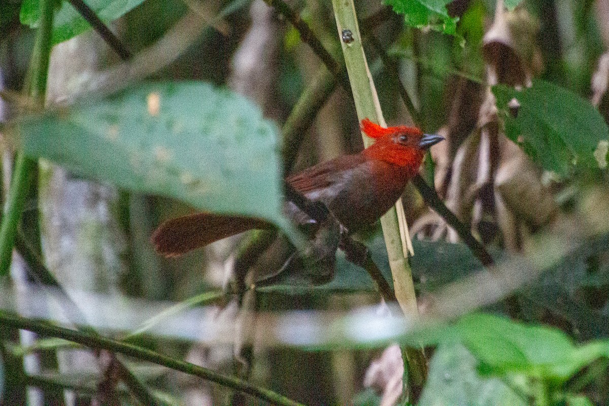 Crested Ant-Tanager - ML639832594