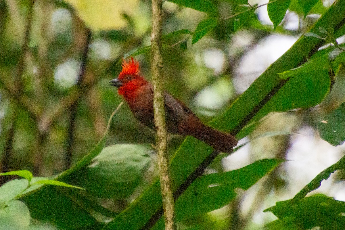 Crested Ant-Tanager - ML639832595