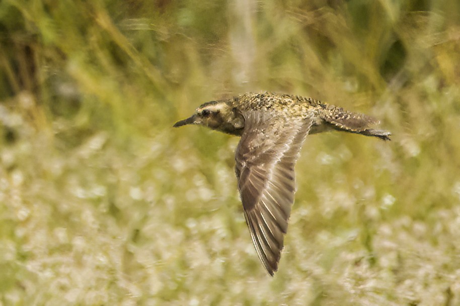 Piviere orientale - ML639832730