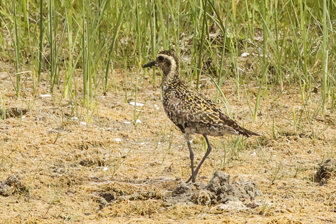 Piviere orientale - ML639832731