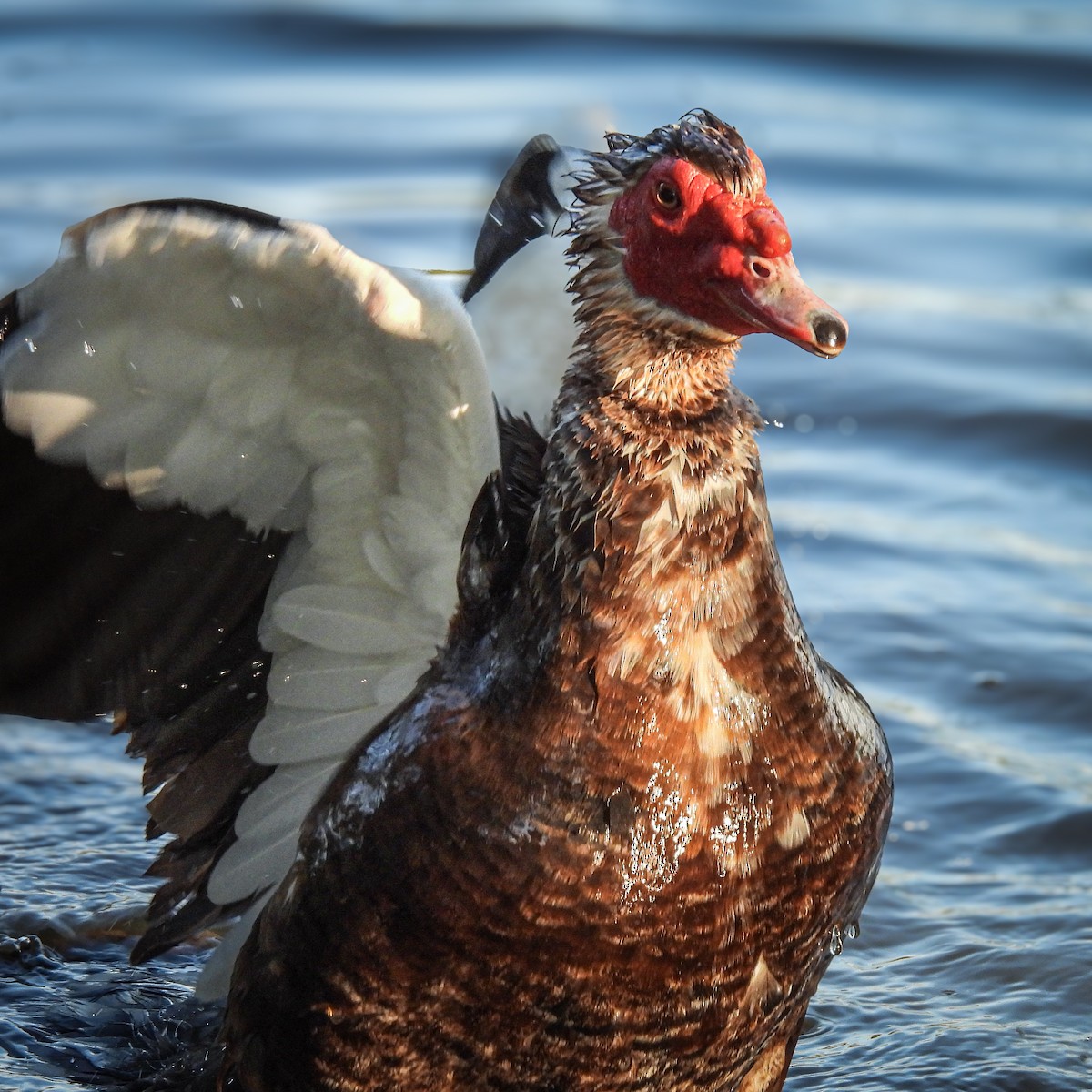 Muscovy Duck (Domestic type) - ML639832787