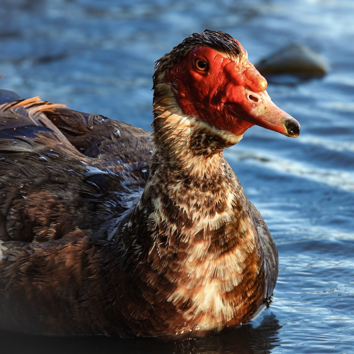 Muscovy Duck (Domestic type) - ML639832788