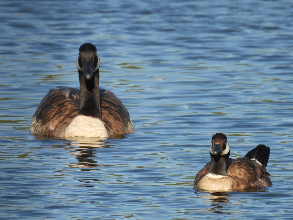 Cackling Goose - ML639832814