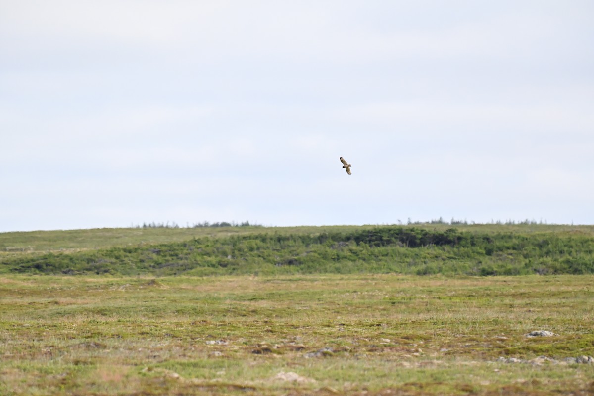 Short-eared Owl - ML639832825