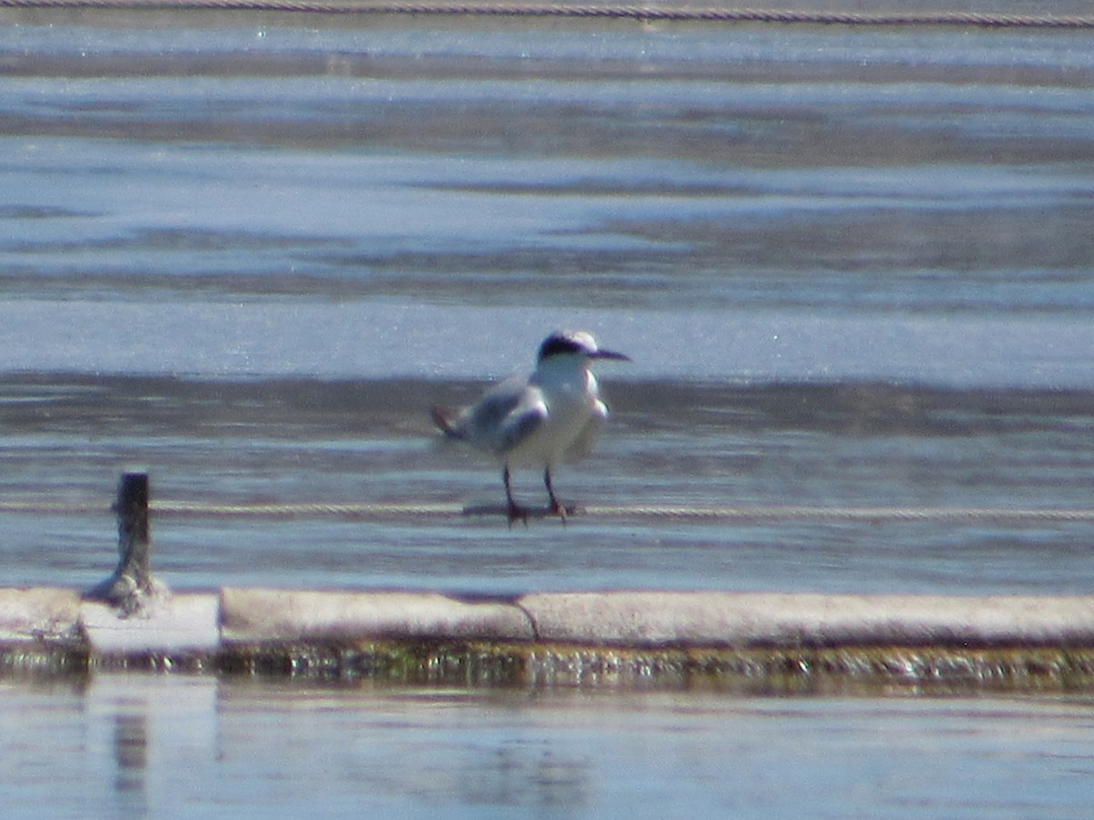 Forster's Tern - ML639832840