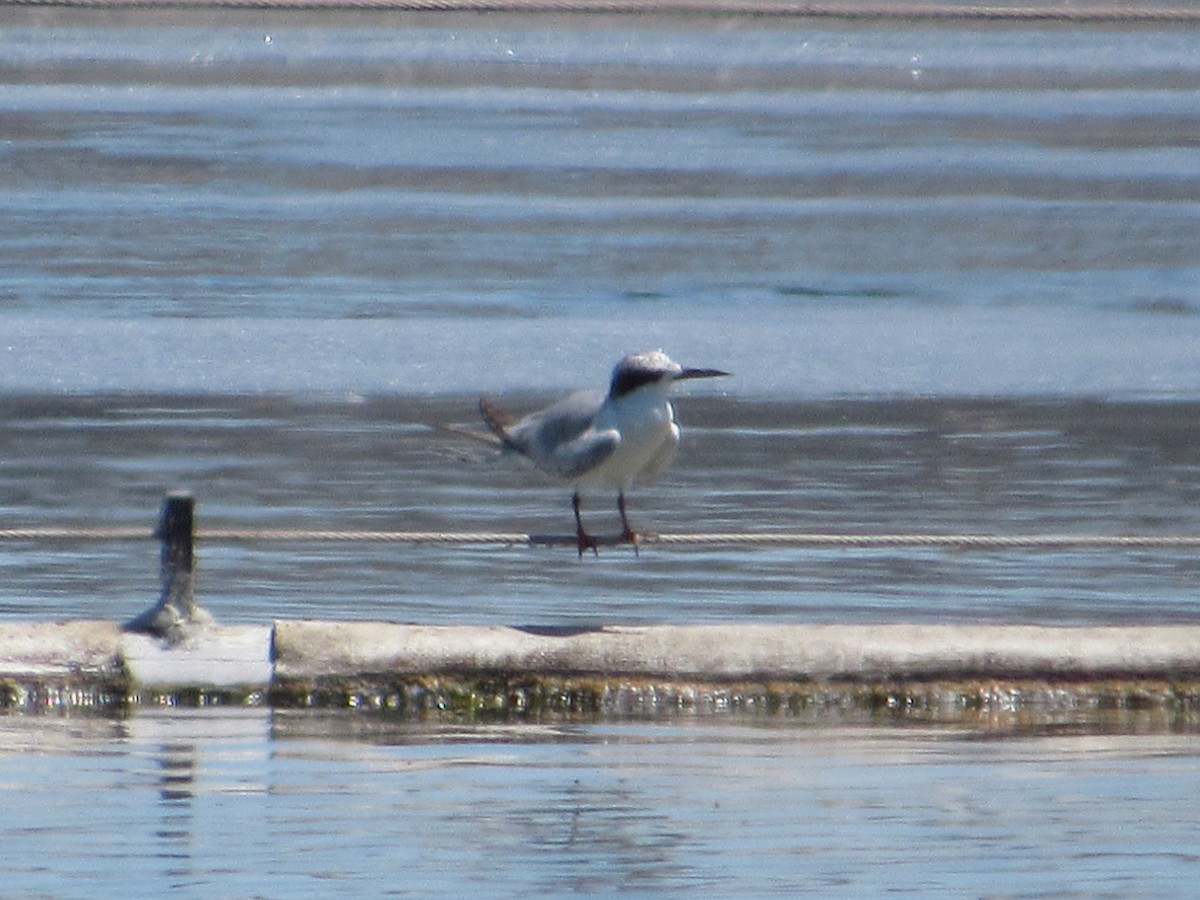 Forster's Tern - ML639832841
