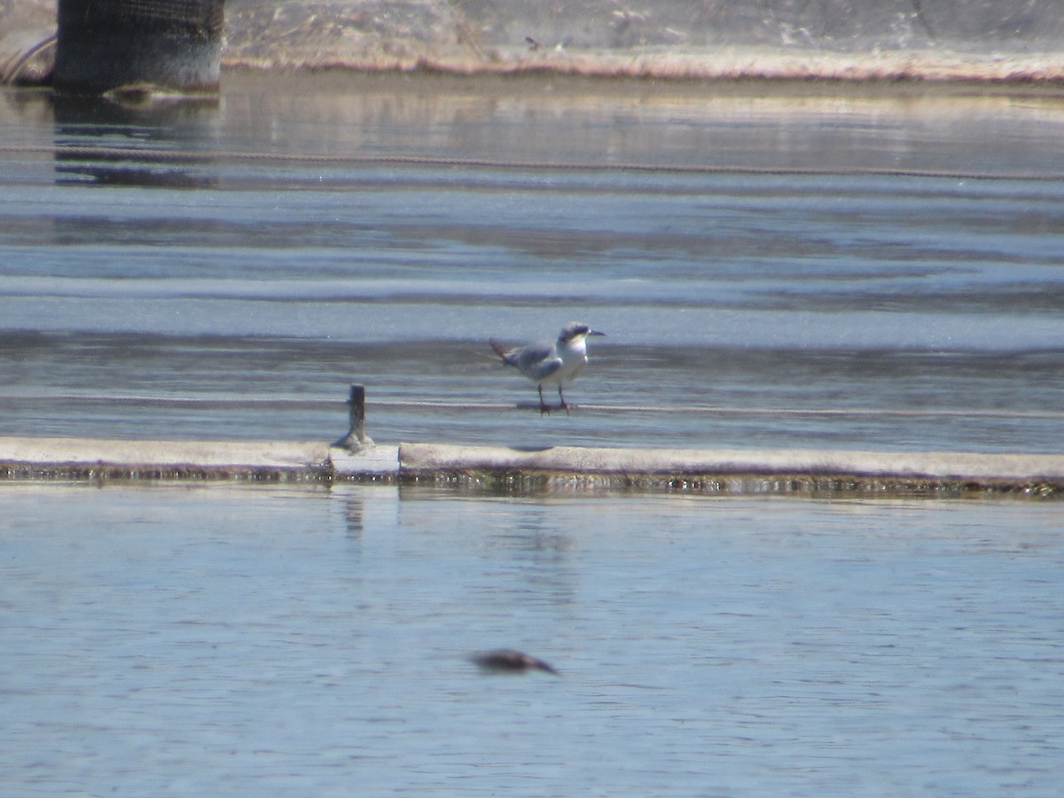 Forster's Tern - ML639832842