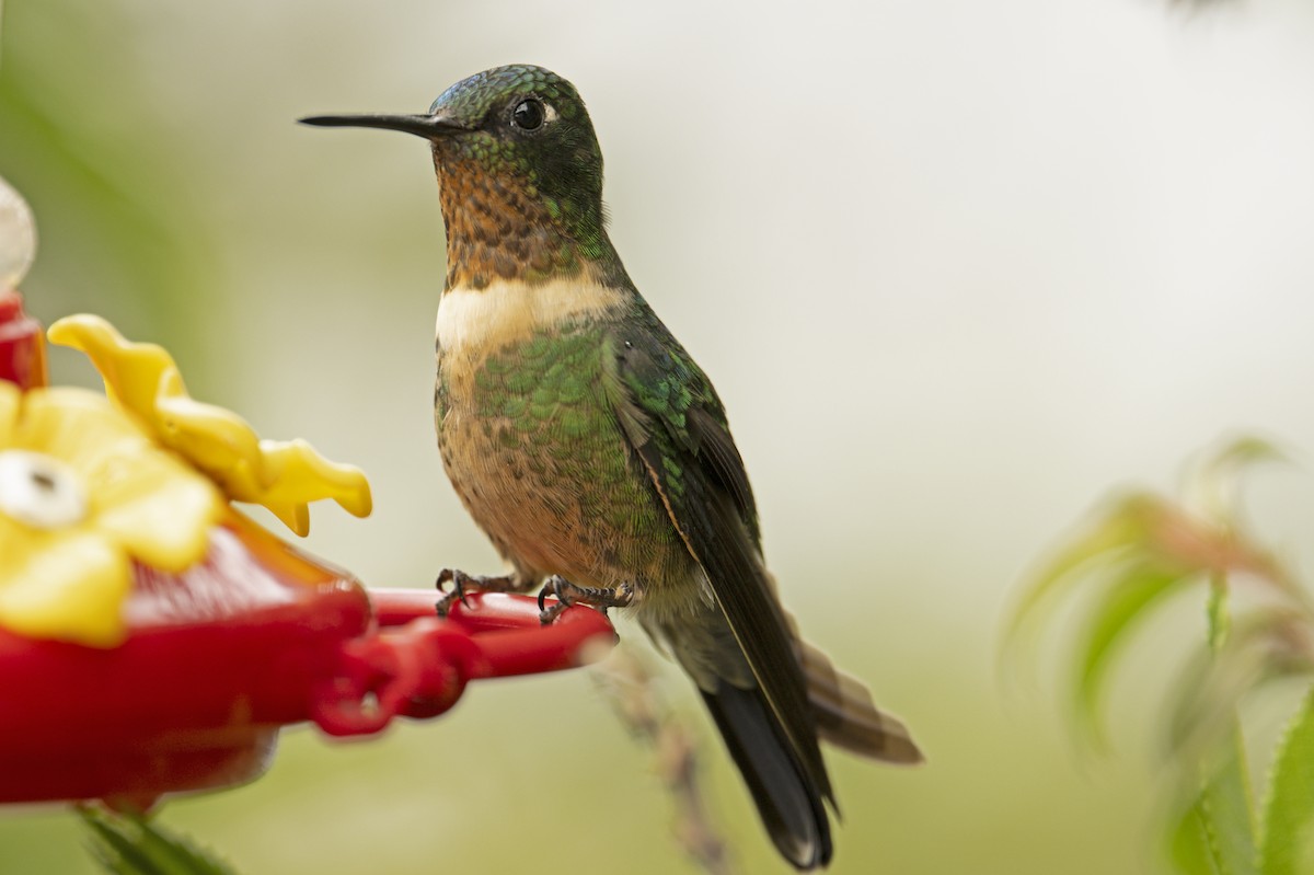 Amethyst-throated Sunangel - ML639832845