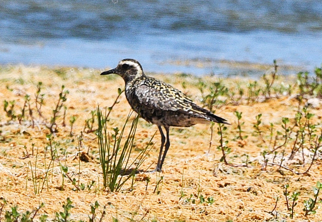 Piviere orientale - ML639832942