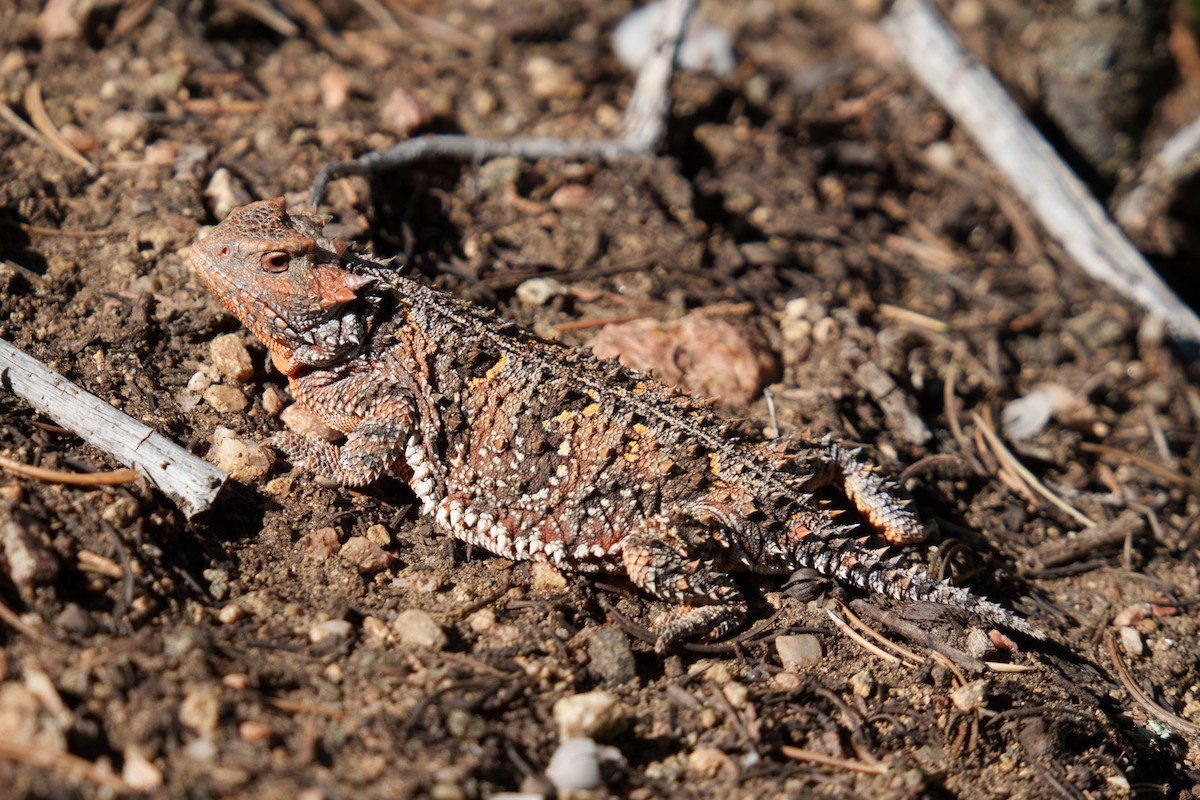 Greater Short-horned Lizard - ML639832945