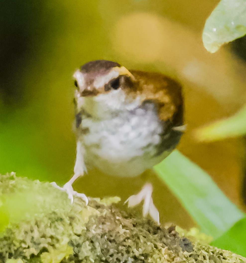 Bornean Stubtail - ML639832959