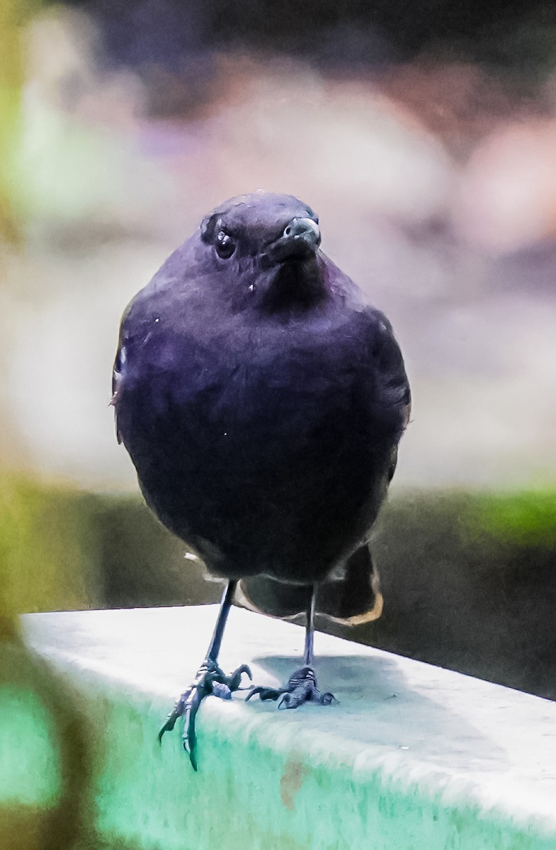 Bornean Whistling-Thrush - ML639833011
