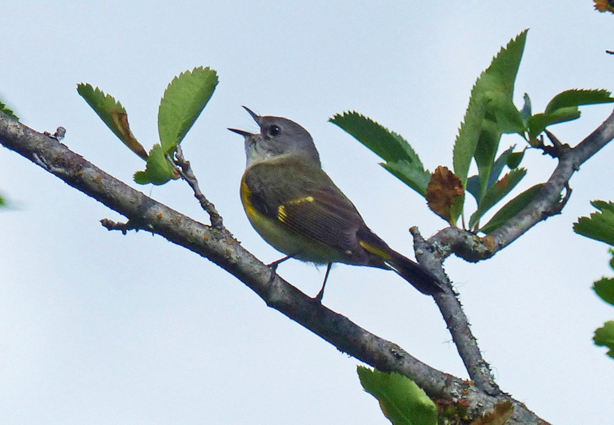 American Redstart - ML639833029