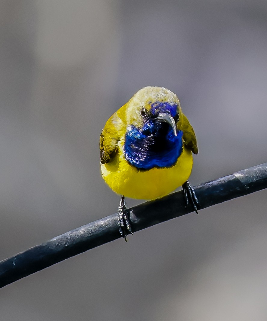 黃腹花蜜鳥 - ML639833041